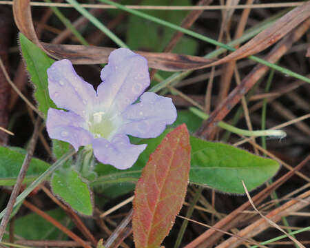 Image of Carolina wild petunia