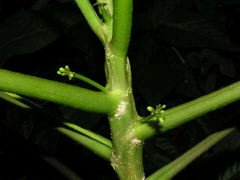 Image of Vasconcellea cauliflora (Jacq.) A. DC.