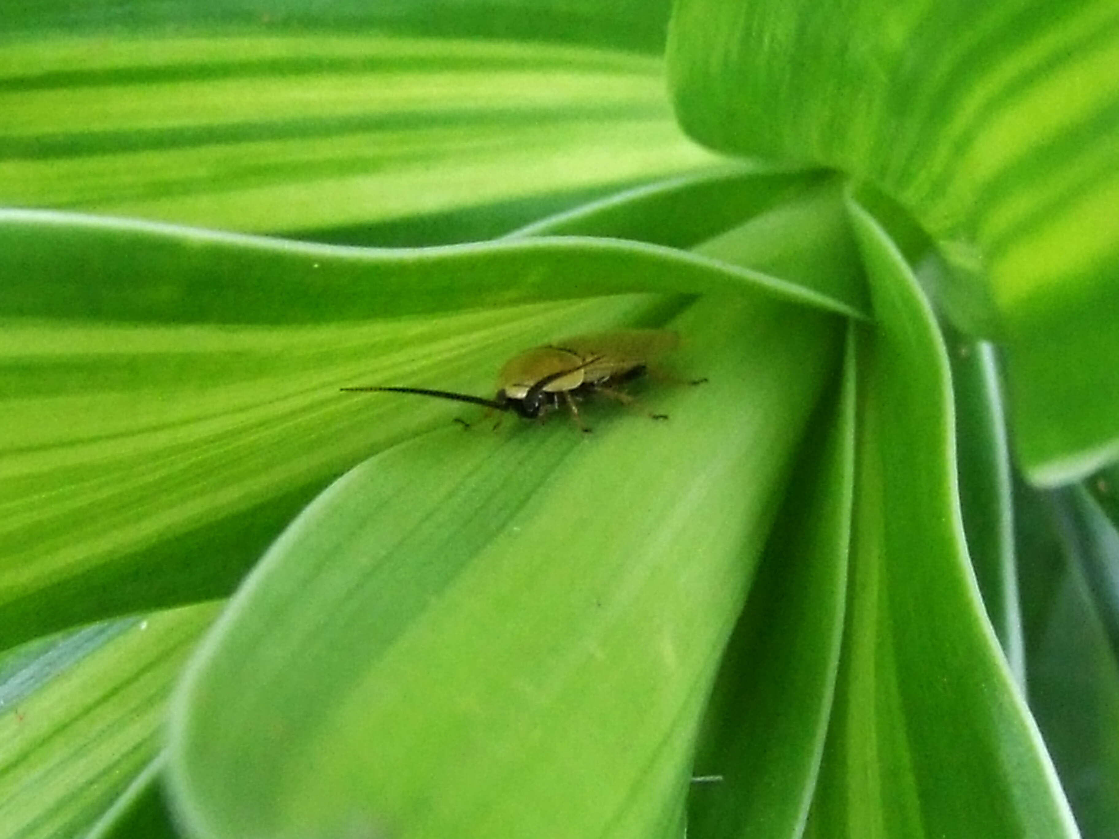 Слика од Ellipsidion