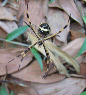 Image de Argiope