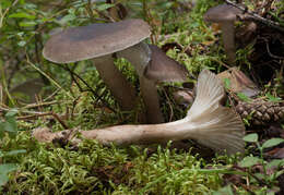 Hygrophorus camarophyllus (Alb. & Schwein.) Dumée, Grandjean & Maire 1912的圖片