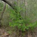 Image of Persoonia pinifolia R. Br.