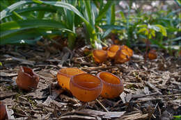 Plancia ëd Dumontinia tuberosa (Bull.) L. M. Kohn 1979