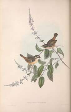 Sericornis Gould 1838 resmi
