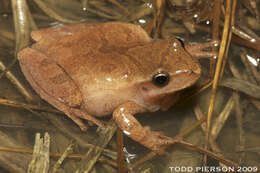 Plancia ëd Pseudacris crucifer (Wied-Neuwied 1838)