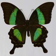 Image of Papilio palinurus Fabricius 1787