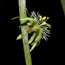 Image of Passiflora costaricensis Killip