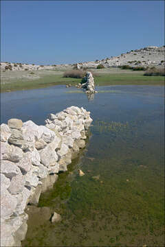 Image of Pond Water-crowfoot