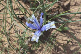 Image of Iris tenuifolia Pall.