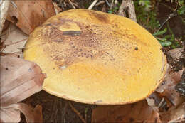 Image of Cortinarius meinhardii Bon 1986