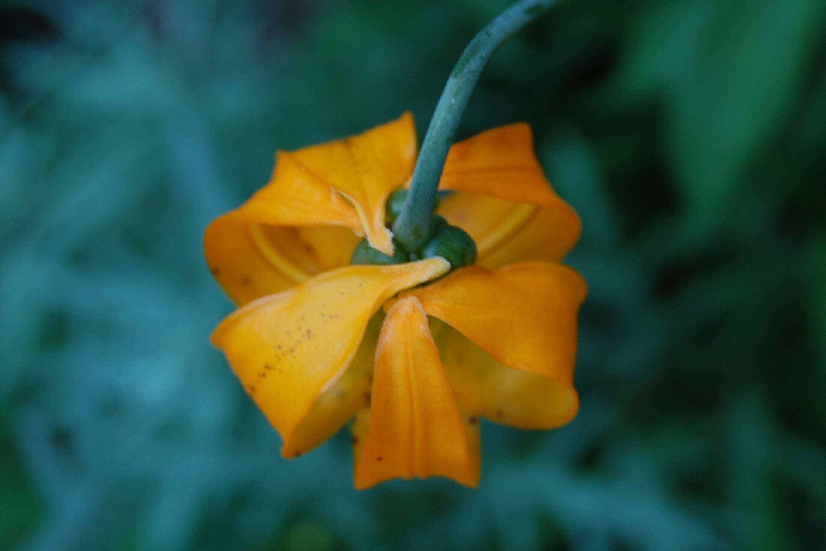 Lilium columbianum Leichtlin resmi