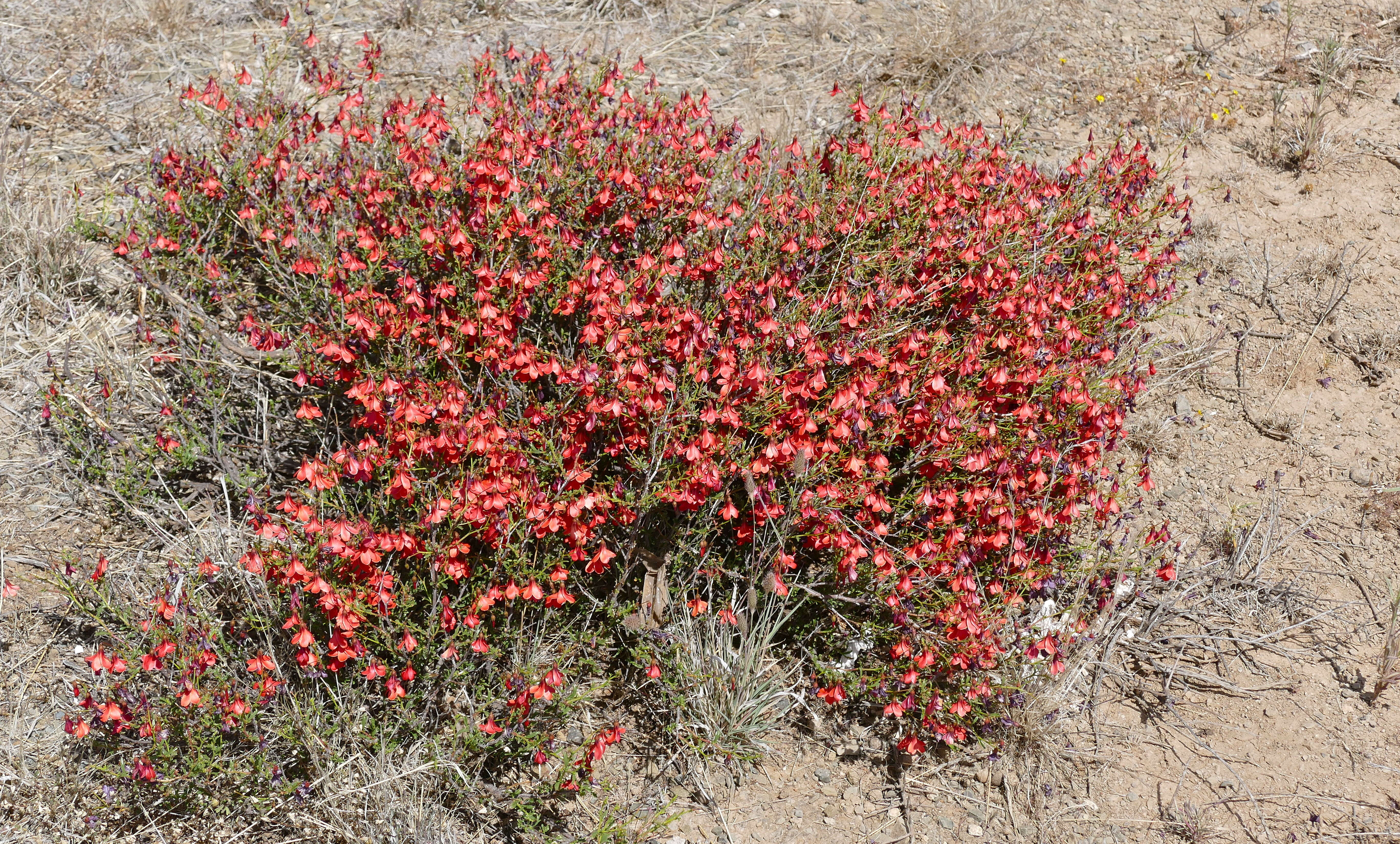 Plancia ëd Hermannia grandiflora Ait.