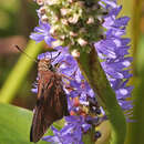 Image of Monk Skipper