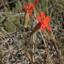 صورة Silene laciniata subsp. laciniata