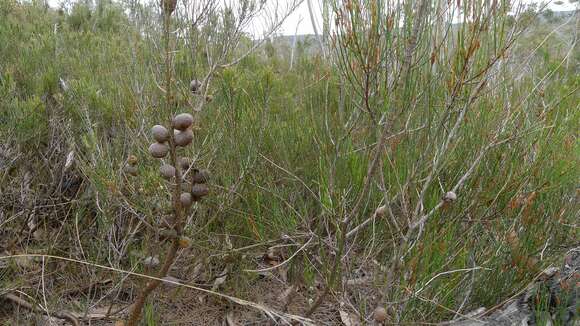 Image of stunted she-oak