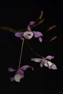 Image of Twisted Dendrobium