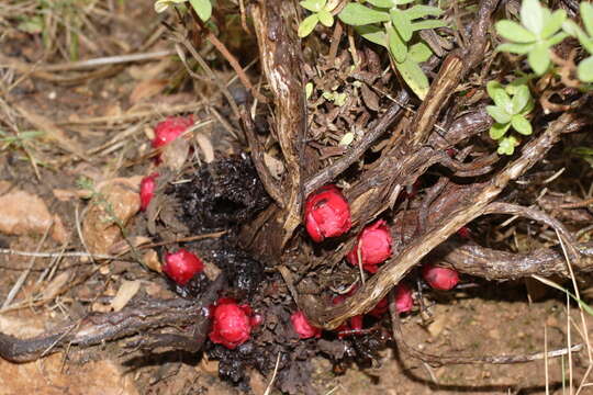 Слика од Cytinus ruber (Fourr.) Fritsch