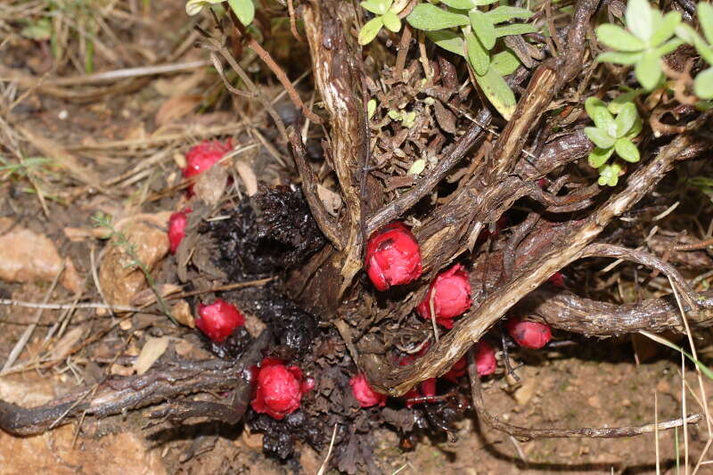 Imagem de Cytinus ruber (Fourr.) Fritsch