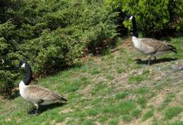 Image of Hawaiian goose