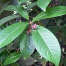 Sivun Ardisia paniculata Roxb. kuva