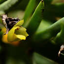 Imagem de Oxystophyllum carnosum Blume