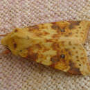 Image of the sallow