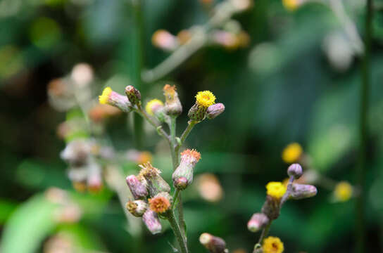 Image of false oxtongue