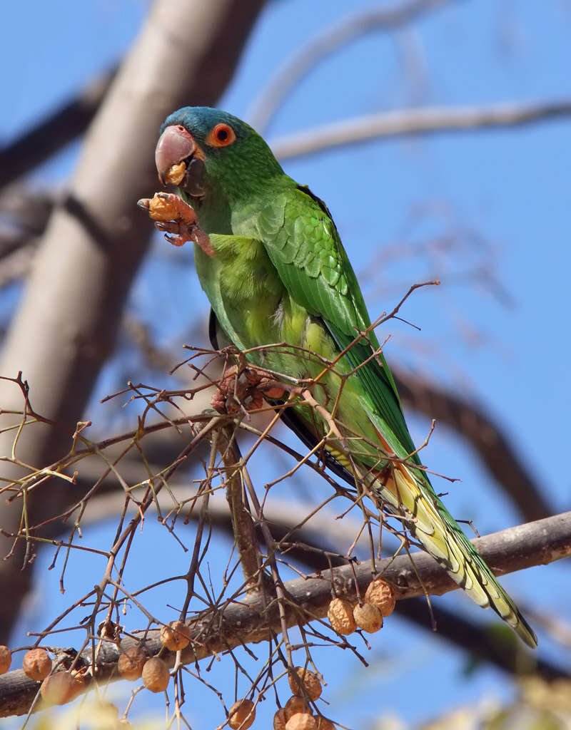 Image of Aratinga acuticaudata