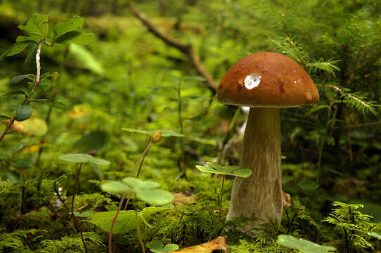 Image of Boletus