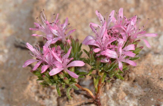 Image of Frankenia glomerata Turcz.