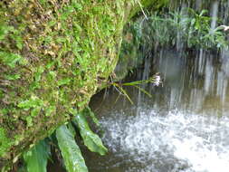 Imagem de Epidendrum fimbriatum Kunth