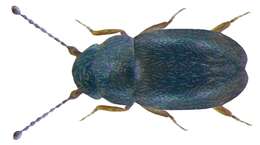 Image of featherwing beetles