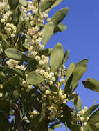 Plancia ëd Acacia melanoxylon R. Br.