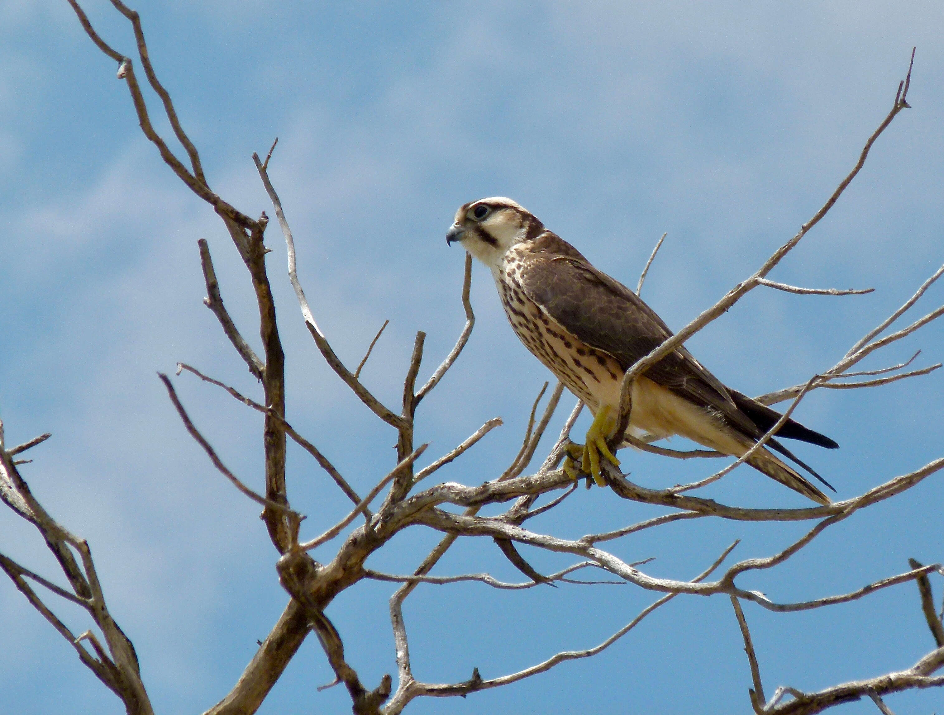 Image of Lanner Falcon