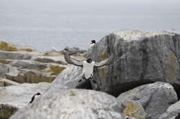 Image of Lesser auk