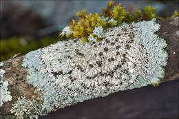 Image of rosette lichen