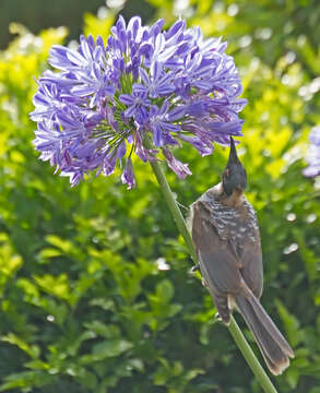 Image of Noisy Friarbird