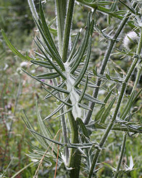 Image of woolly thistle