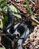 Image of Eastern Racer