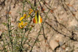 Image of white, yellow, and sulphur butterflies