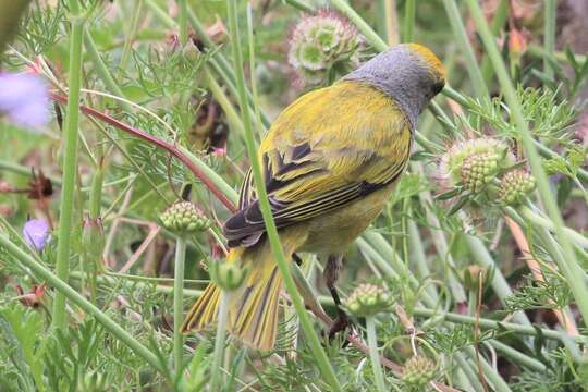 Image of Cape Canary