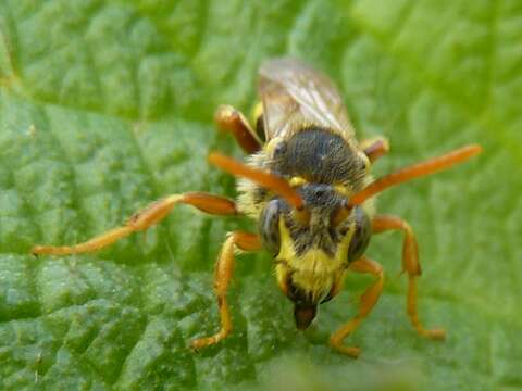 Image of Nomada goodeniana (Kirby 1802)