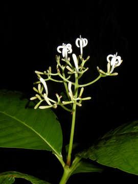 Image of Palicourea hondensis (Standl.) C. M. Taylor