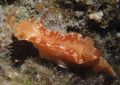 Image of Ceratosoma brevicaudatum Abraham 1876