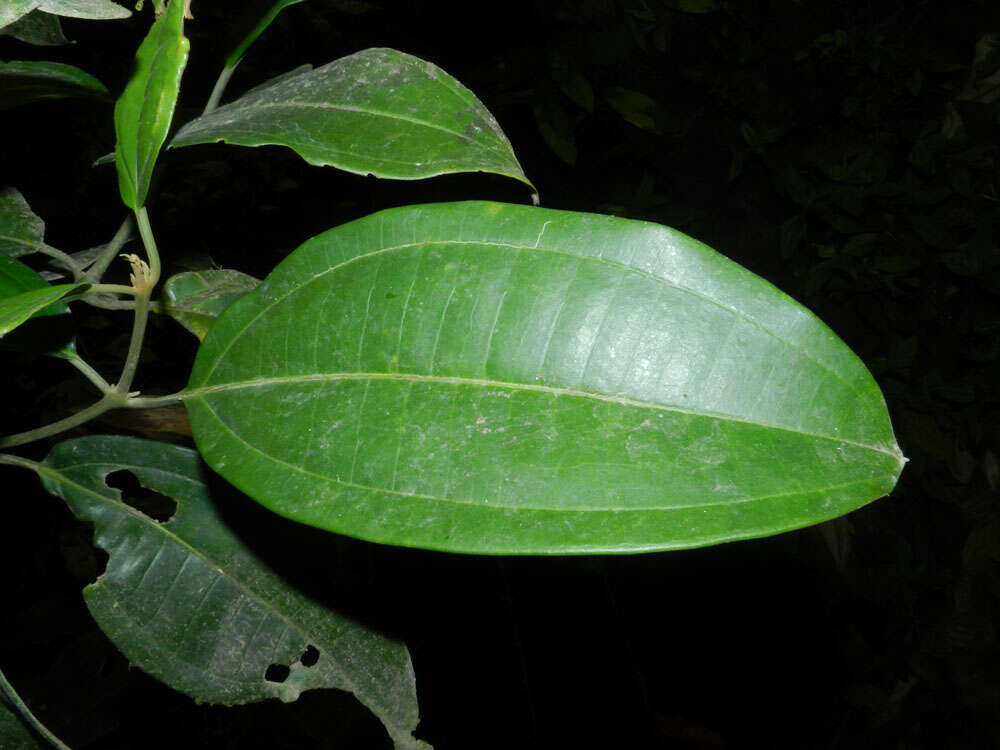 Image of Miconia hondurensis Donn. Sm.