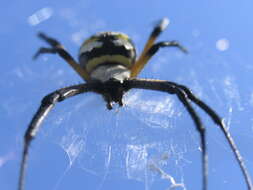 Imagem de Argiope