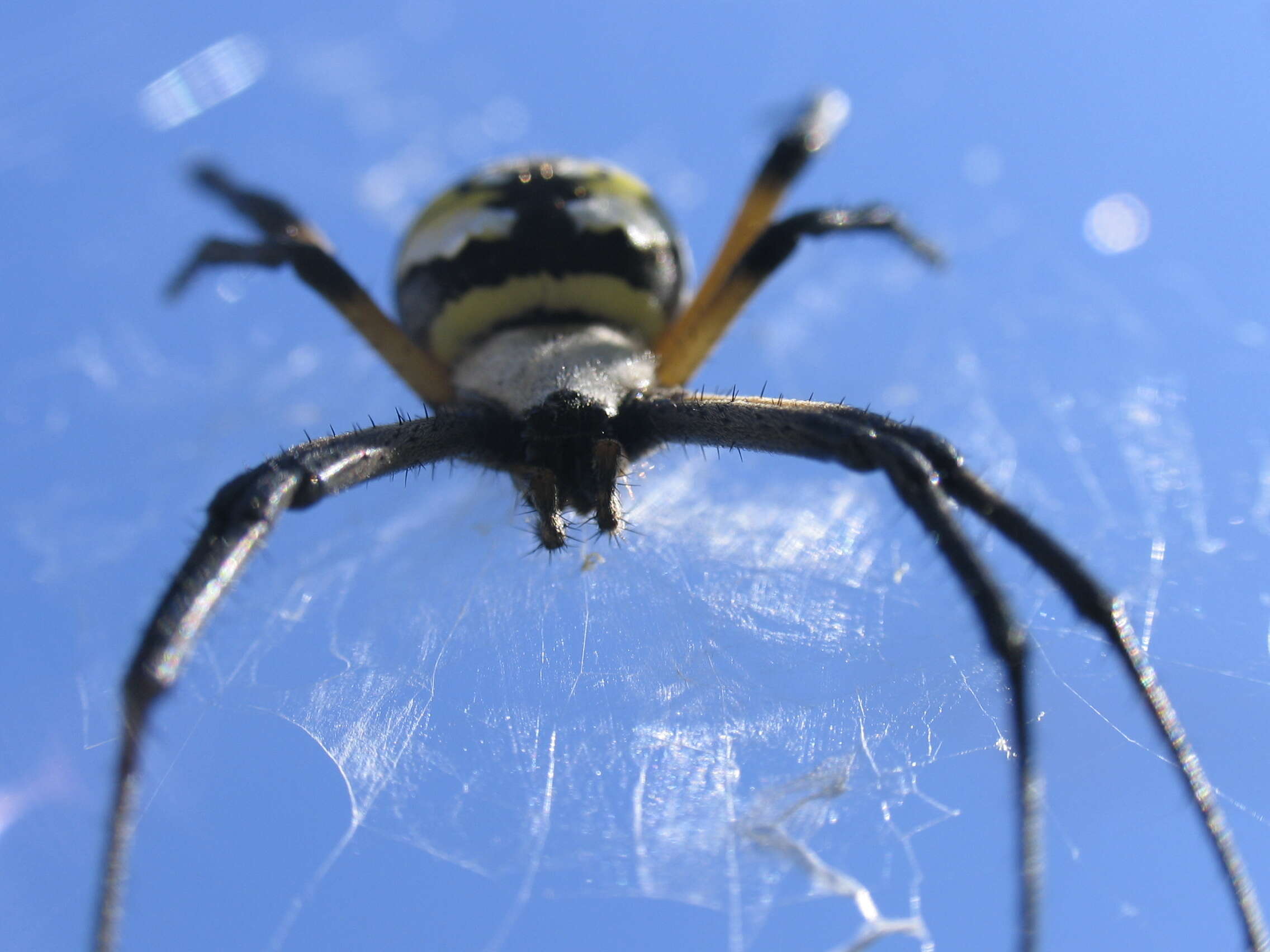 Image of Argiope