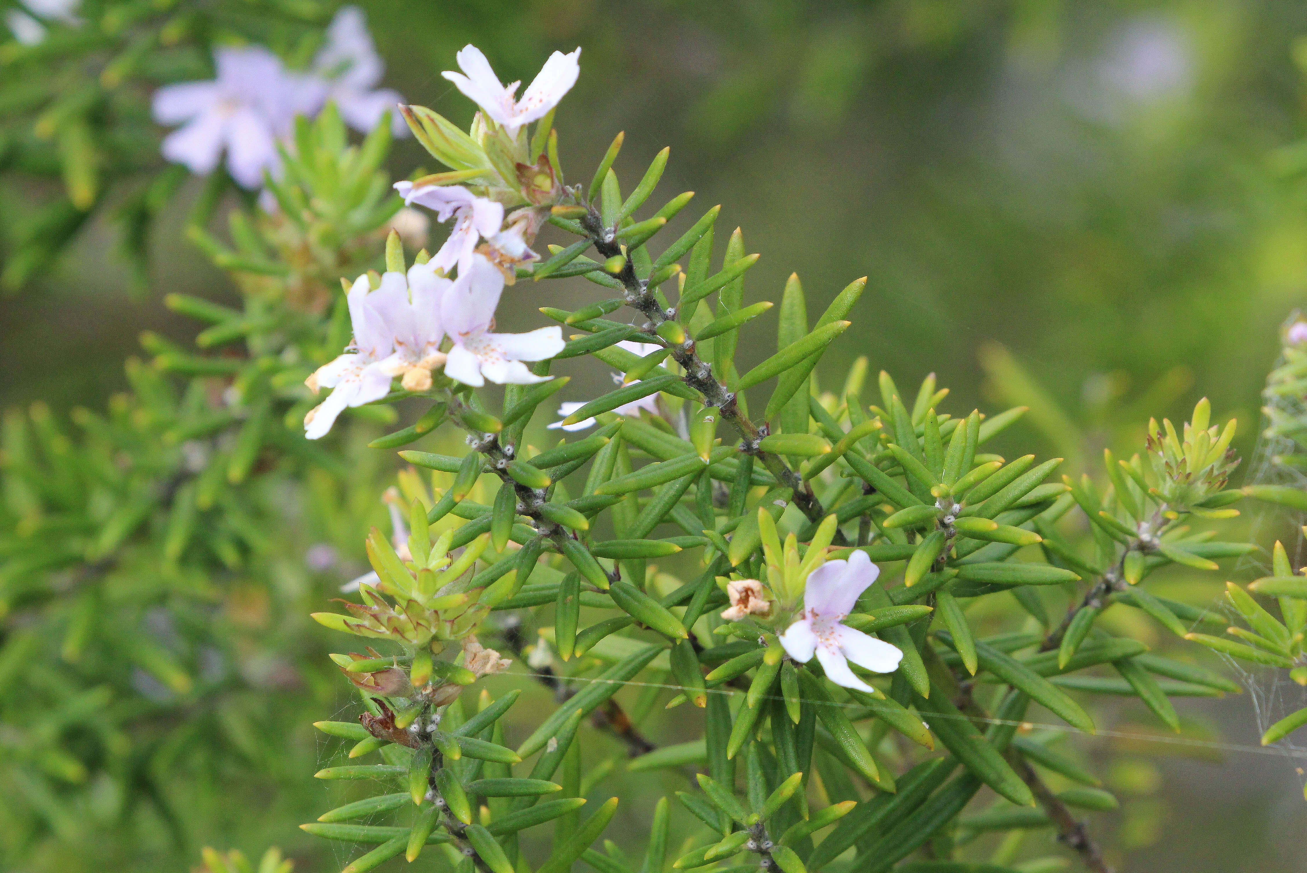 Image of Westringia fruticosa (Willd.) Druce