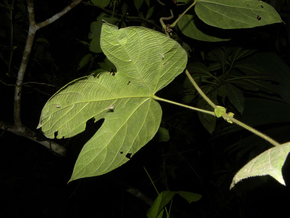 Image of Dalechampia osana Armbr.