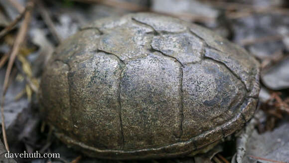 Image of Common Mud Turtle